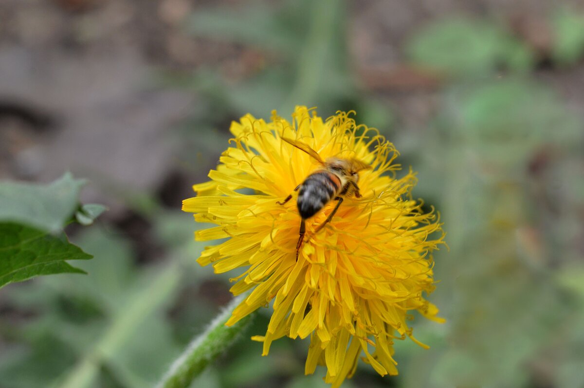 *** - Надежда Куркина *** - Надежда Куркина