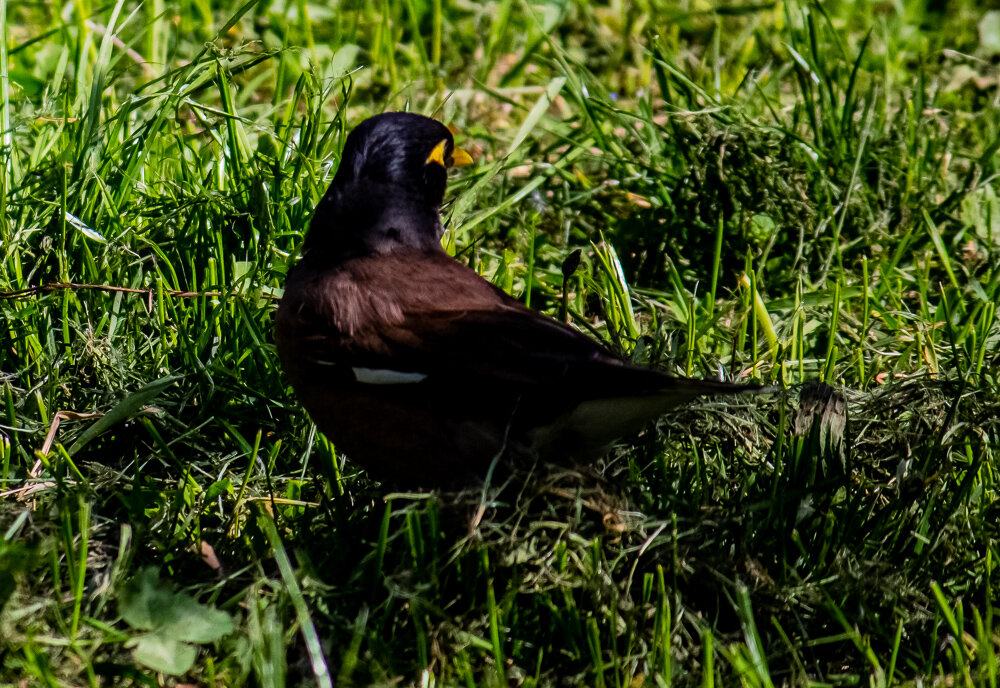 Дрозд - Светлана SvetNika17