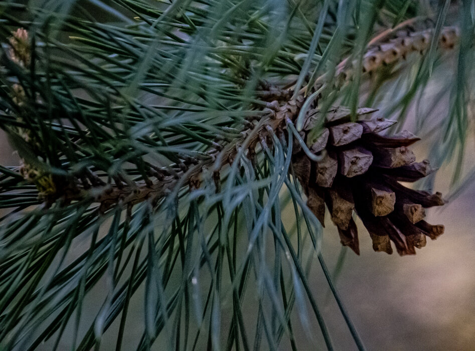 Шишка - Светлана SvetNika17 Шишка - Светлана SvetNika17