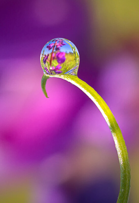 Капелька - Андрей Пристяжнюк