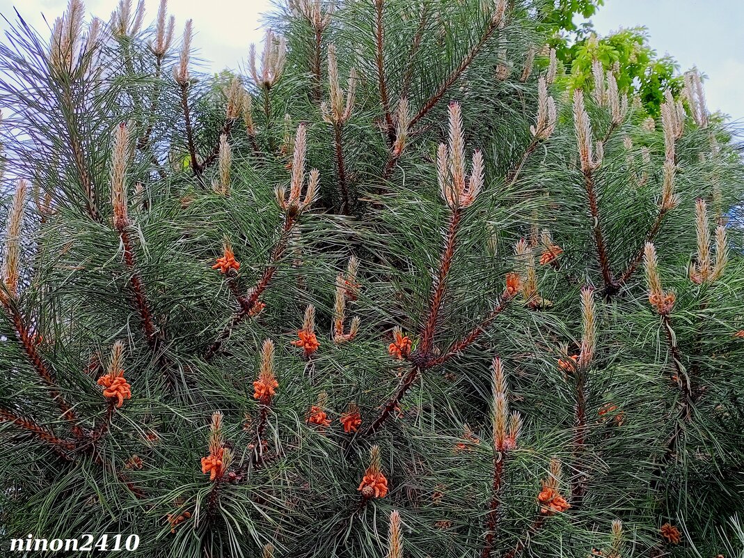 Весна - Нина Бутко Весна - Нина Бутко