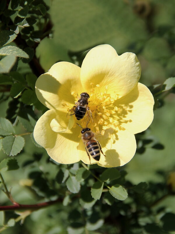 Весенний день - victor Lion