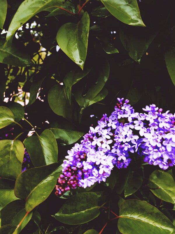 Сирень - Любовь Иванова