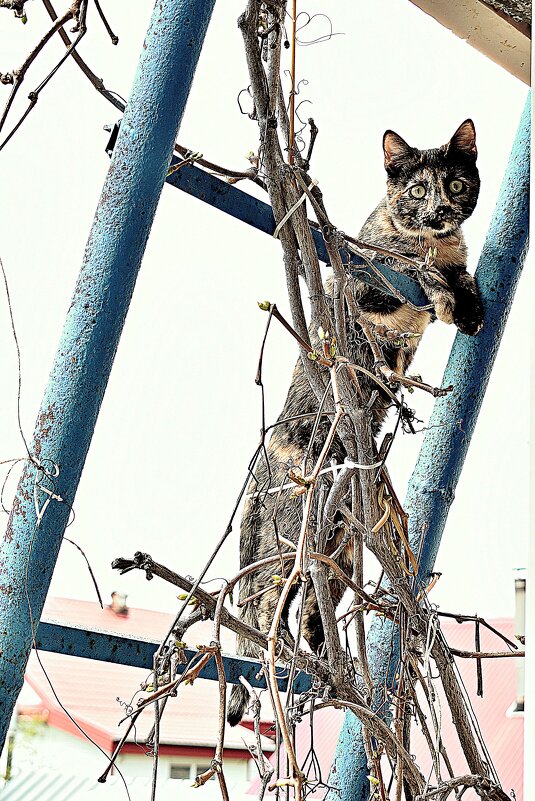 хозяин пусти домой - petyxov петухов хозяин пусти домой - petyxov петухов