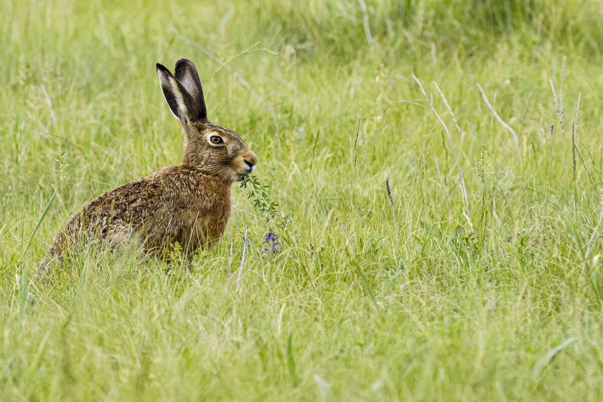 *** - Валерий Черняк