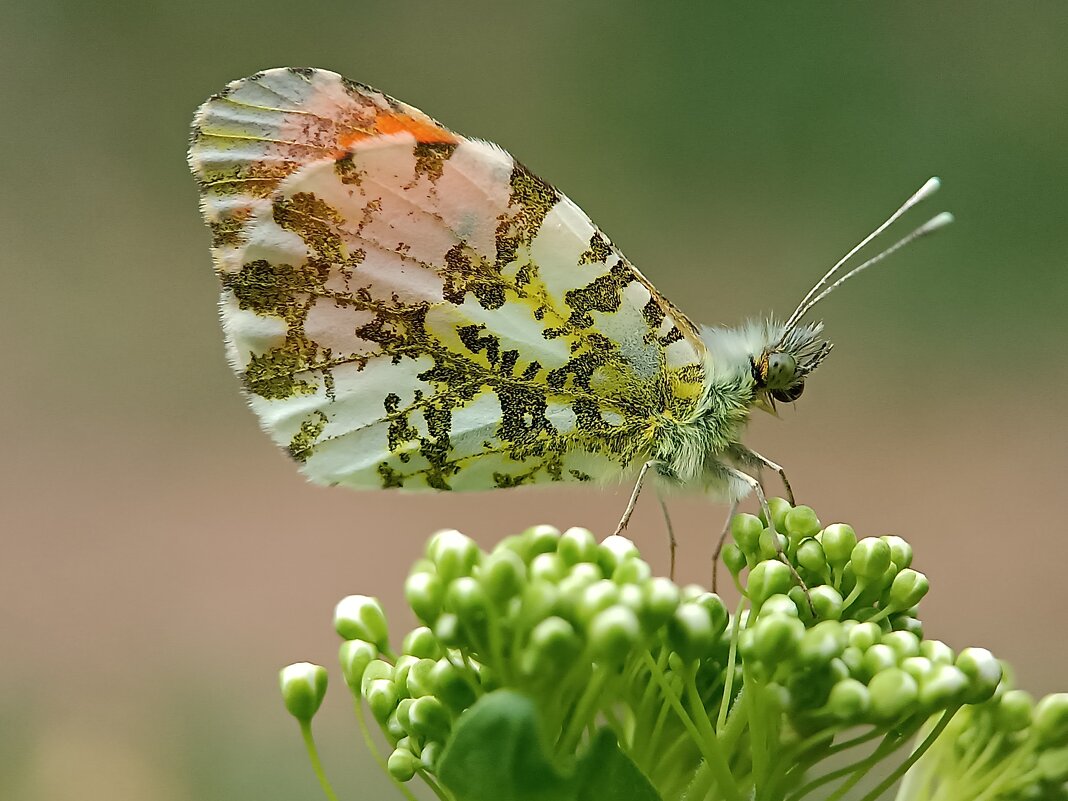 Бабочка - Кристина Панченко Бабочка - Кристина Панченко