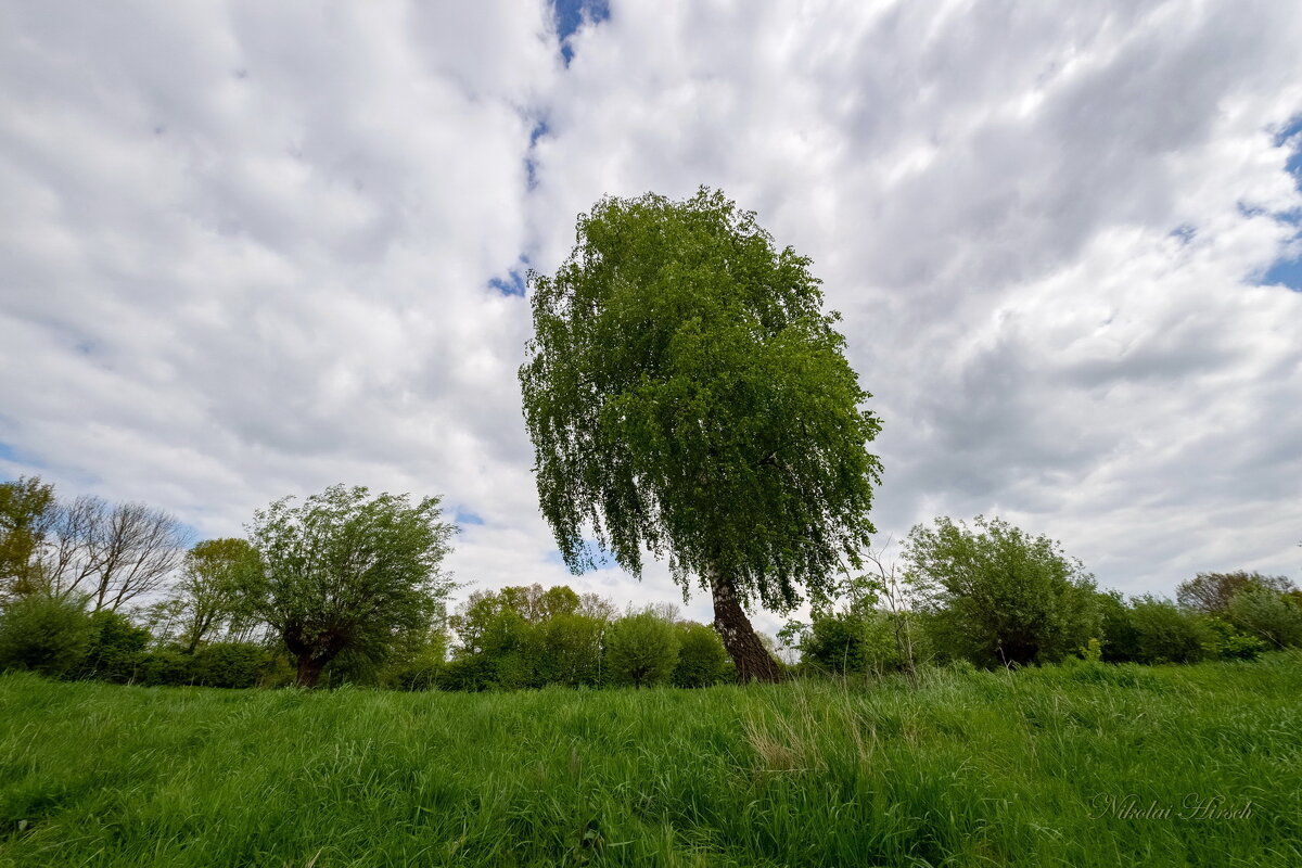 Берёза и небо... - Николай Гирш Берёза и небо... - Николай Гирш