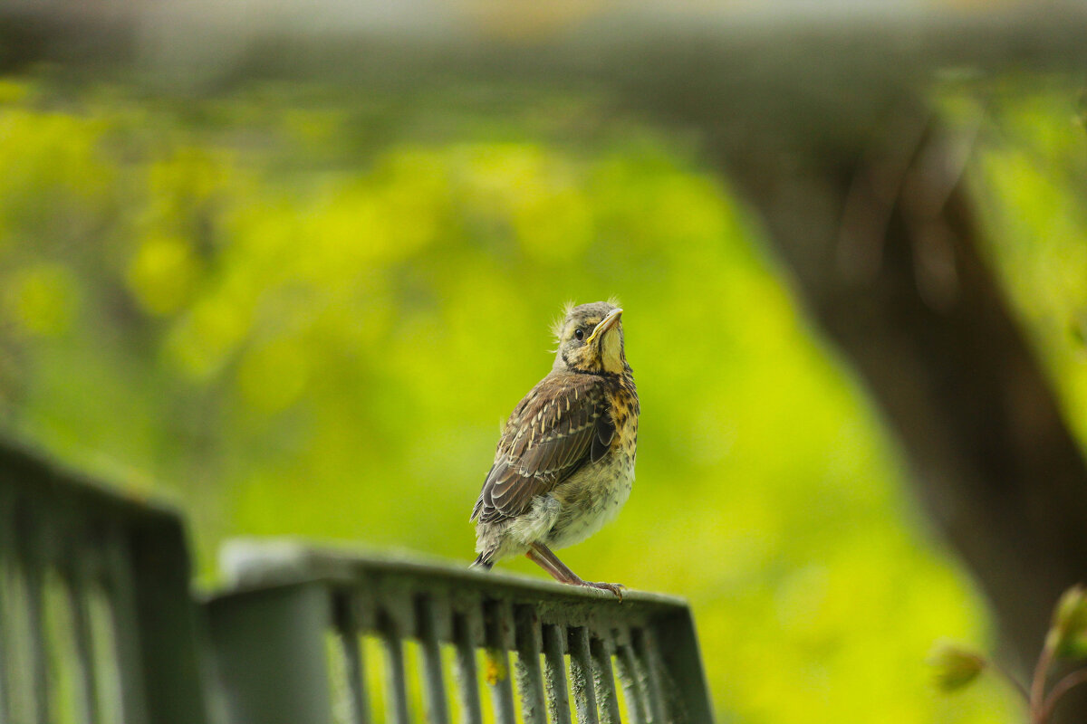 ... - Елена Сиднина
