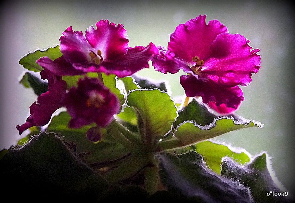 маленькие радости - Олег Лукьянов маленькие радости - Олег Лукьянов