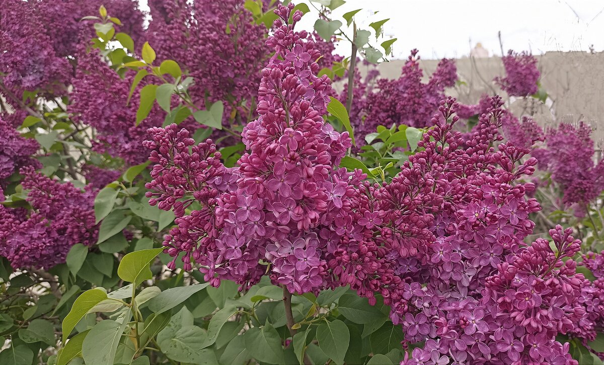 Сирень на ВДНХ - Татьяна Тюменка Сирень на ВДНХ - Татьяна Тюменка