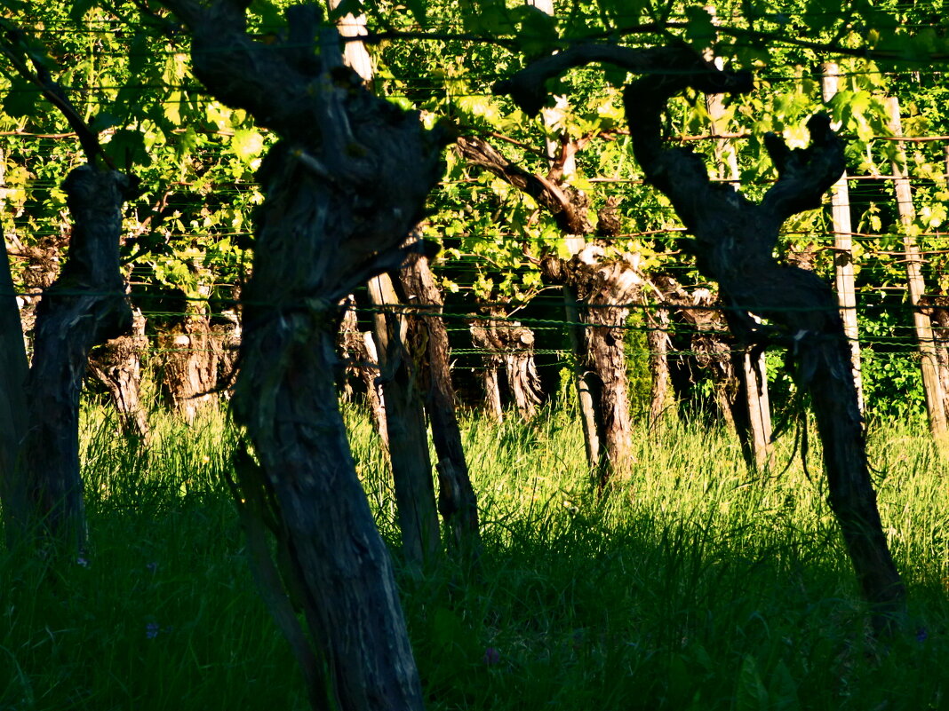 Весенние зарисовки 141 - Алексей Кузнецов