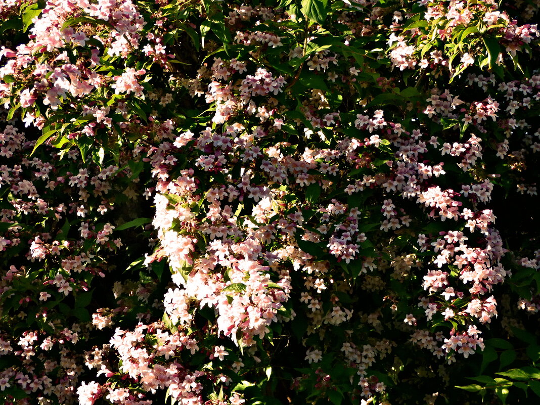 Весенние зарисовки 145 - Алексей Кузнецов