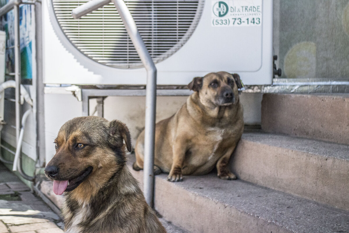 Два товарища - Коля Лукашов