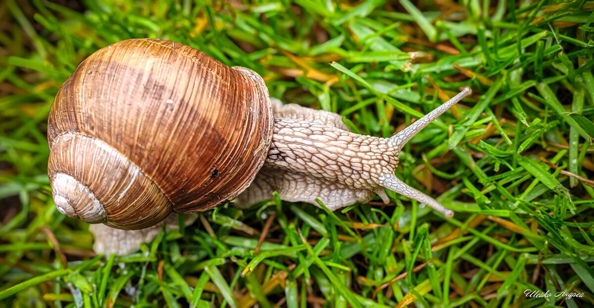 Виноградная улитка - Андрей Шейко Виноградная улитка - Андрей Шейко