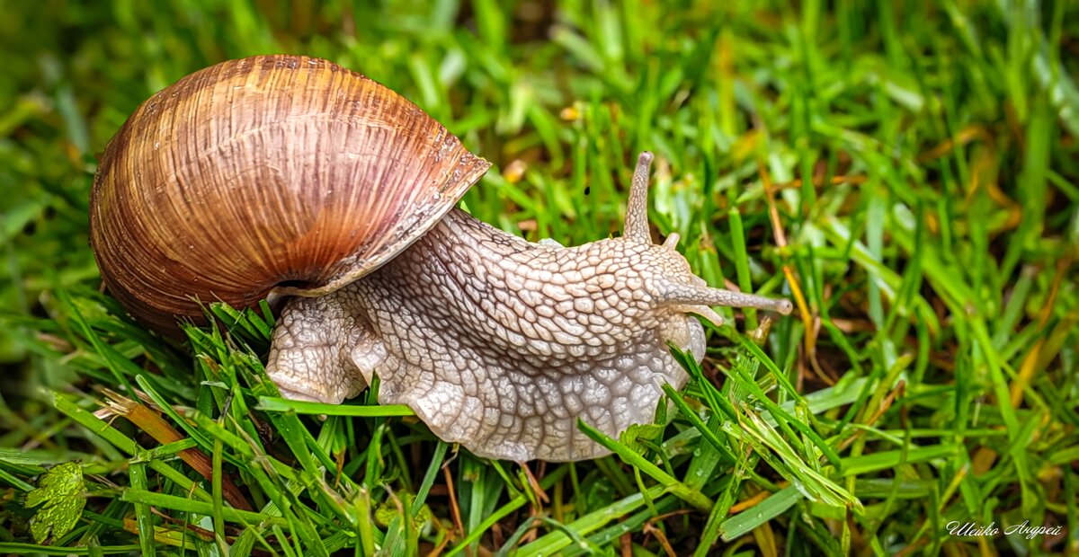 Виноградная улитка - Андрей Шейко