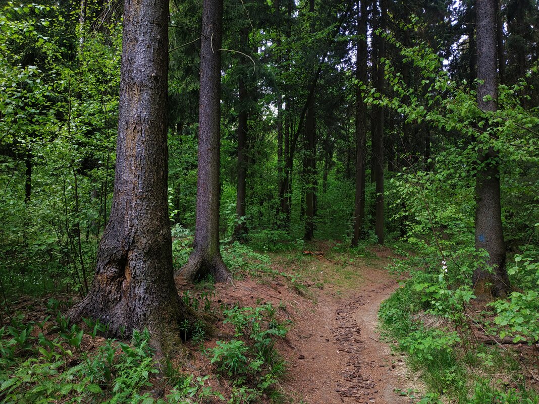 Любимый ельник - Андрей Лукьянов Любимый ельник - Андрей Лукьянов