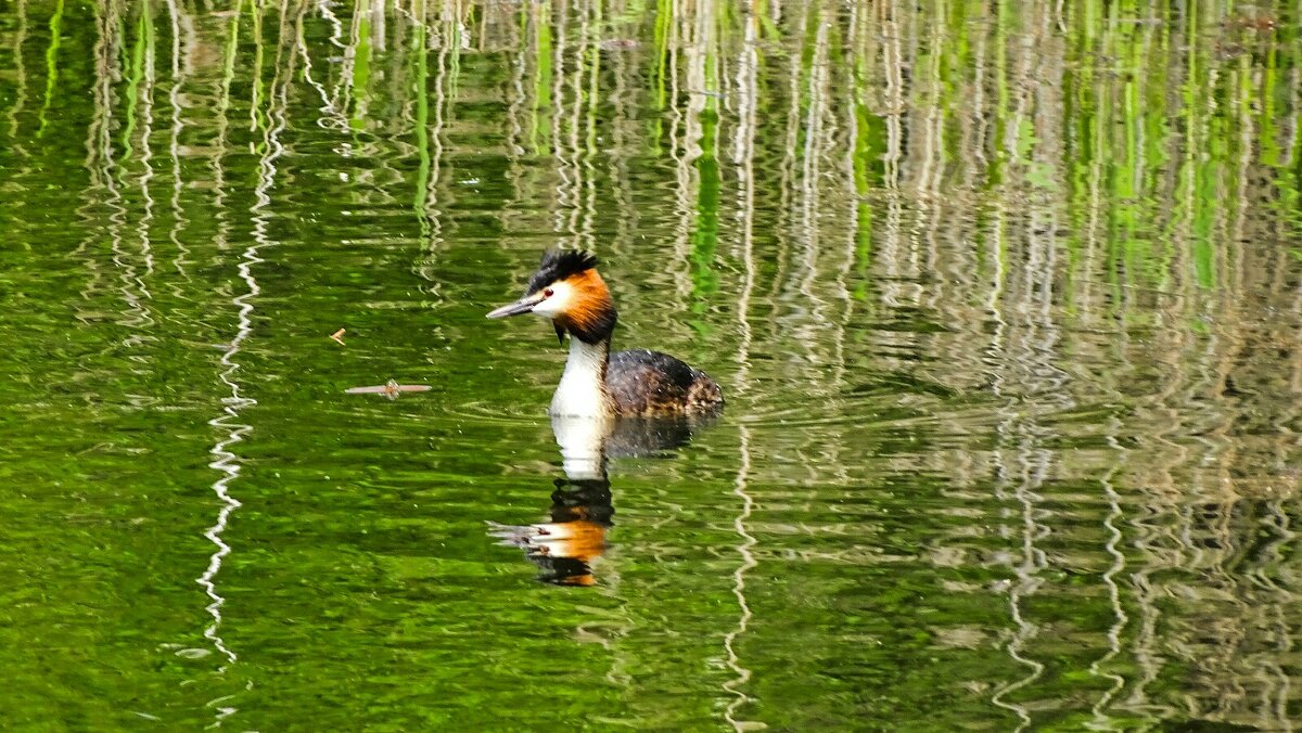 Чомга - Милешкин Владимир Алексеевич 