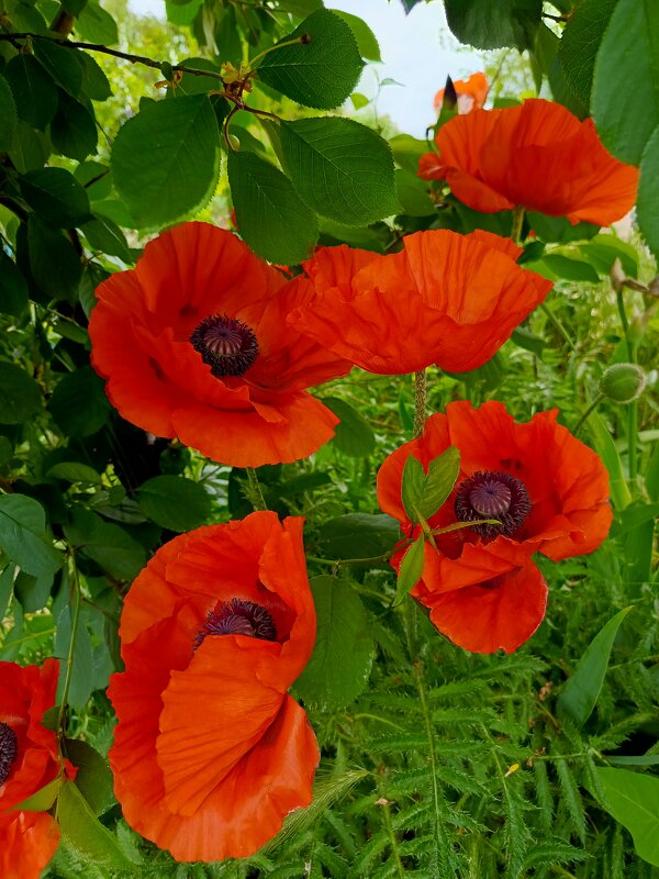 Маковая семейка - Татьяна Пальчикова