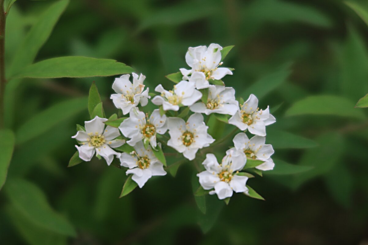 Спирея - Дмитрий И_ Спирея - Дмитрий И_