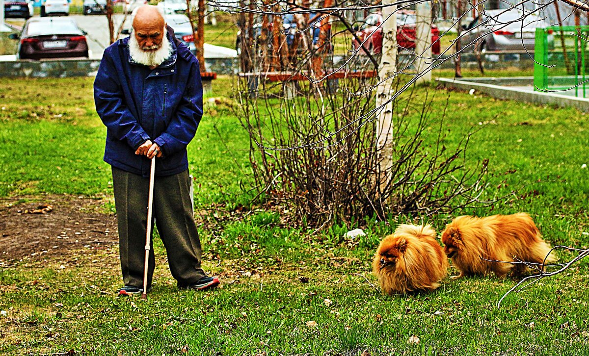 Май...Дедушка с собачками! - Владимир 