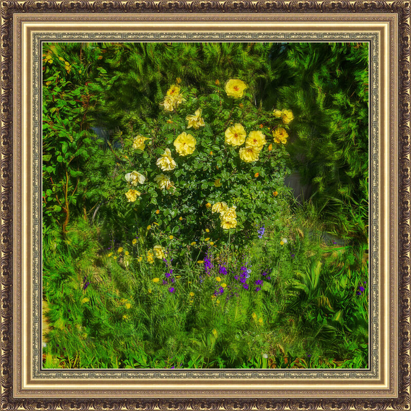 Розы - Анатолий Чикчирный