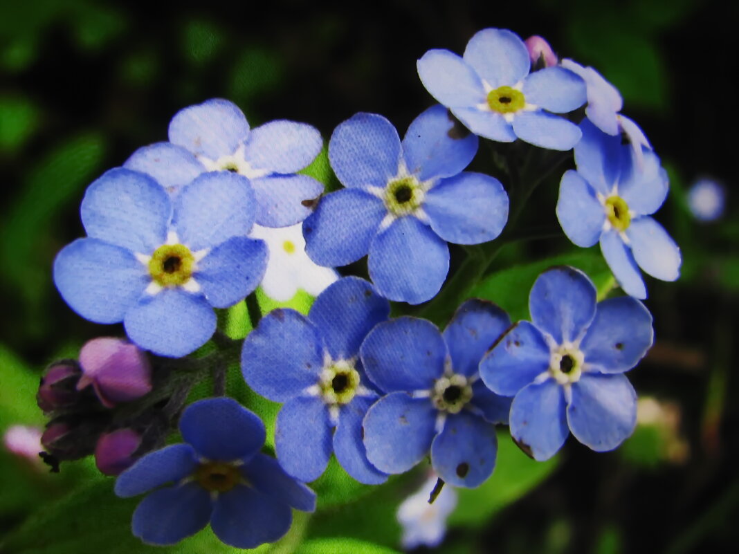 Нежная красота - Людмила Смородинская Нежная красота - Людмила Смородинская