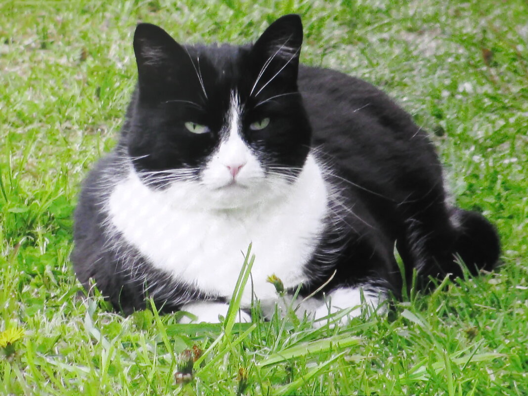 Хорошо в саду - Людмила Смородинская Хорошо в саду - Людмила Смородинская