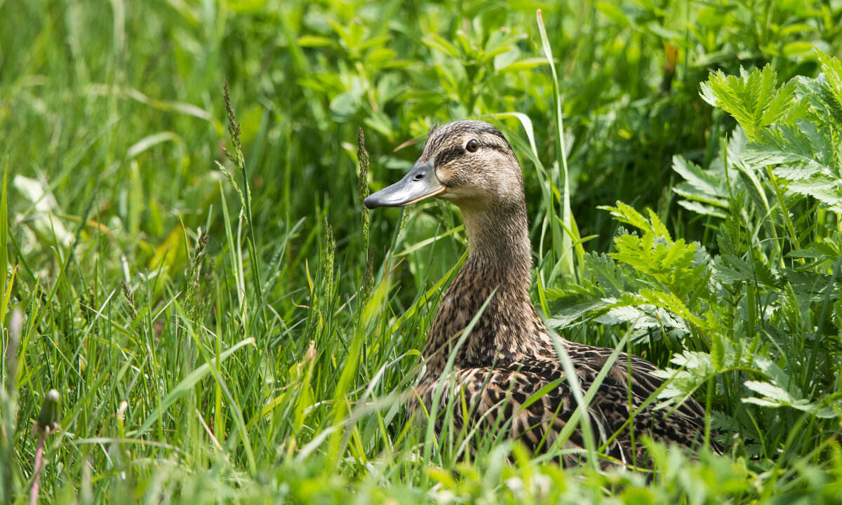Уточки. - Владимир Безбородов Уточки. - Владимир Безбородов