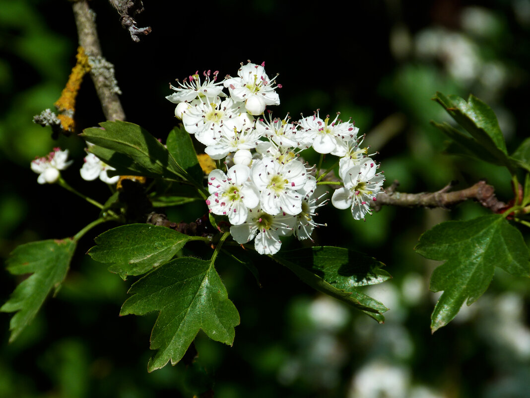 Цветущий боярышник - Валентин Семчишин Цветущий боярышник - Валентин Семчишин