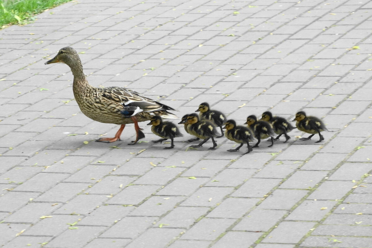 Утиный выводок - Рита Симонова