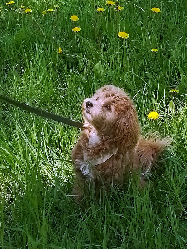 *** - Валентина Береснева *** - Валентина Береснева