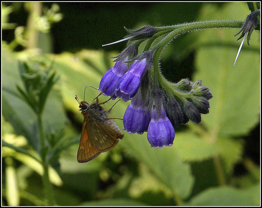 С Толстоголовкой... - Aleksandr Gal