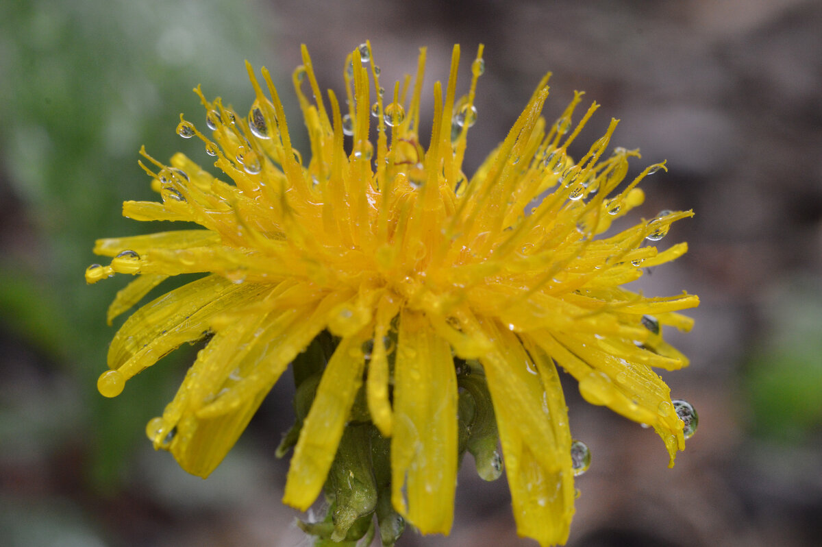 После дождичка... - Надежда Куркина После дождичка... - Надежда Куркина