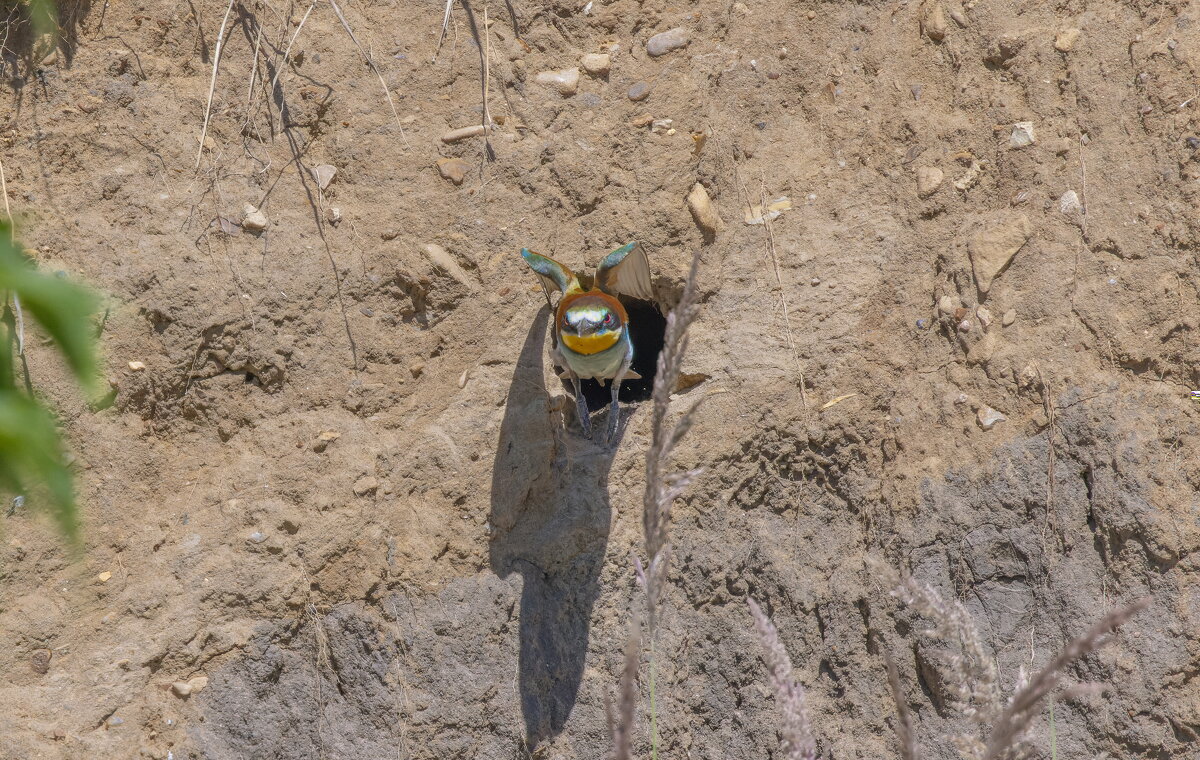 золотистые щурки - юрий макаров