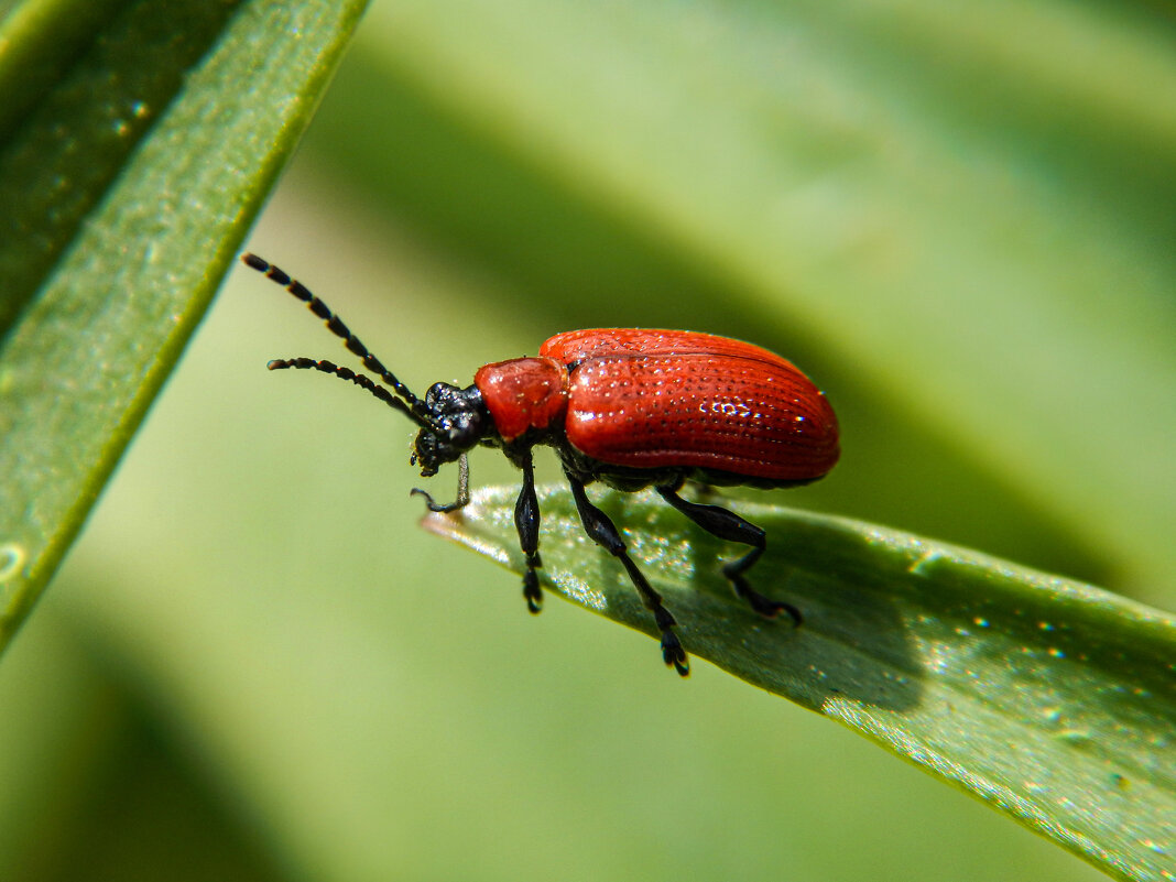 Яркий и стильный - Александр Ковальчук Яркий и стильный - Александр Ковальчук