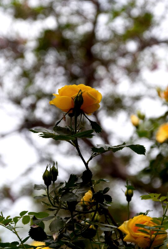 *** - Павленко Михаил *** - Павленко Михаил