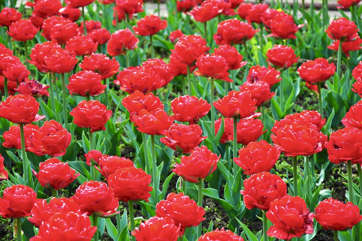 Тюльпаны - Александр Конов