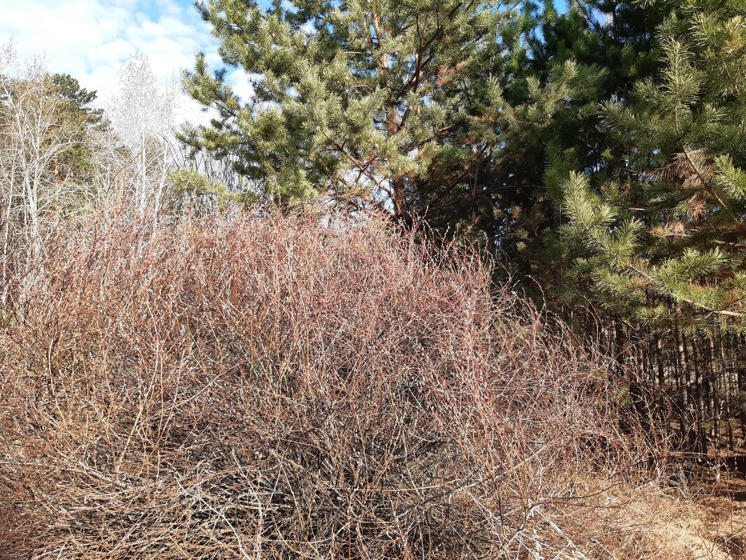 Весна идёт, весне дорогу! - Галина Минчук