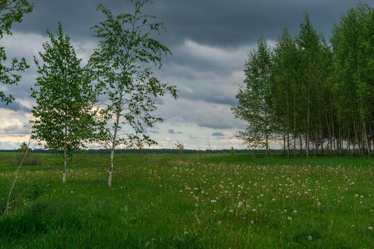 Русские березы - Дмитрий Ряховский