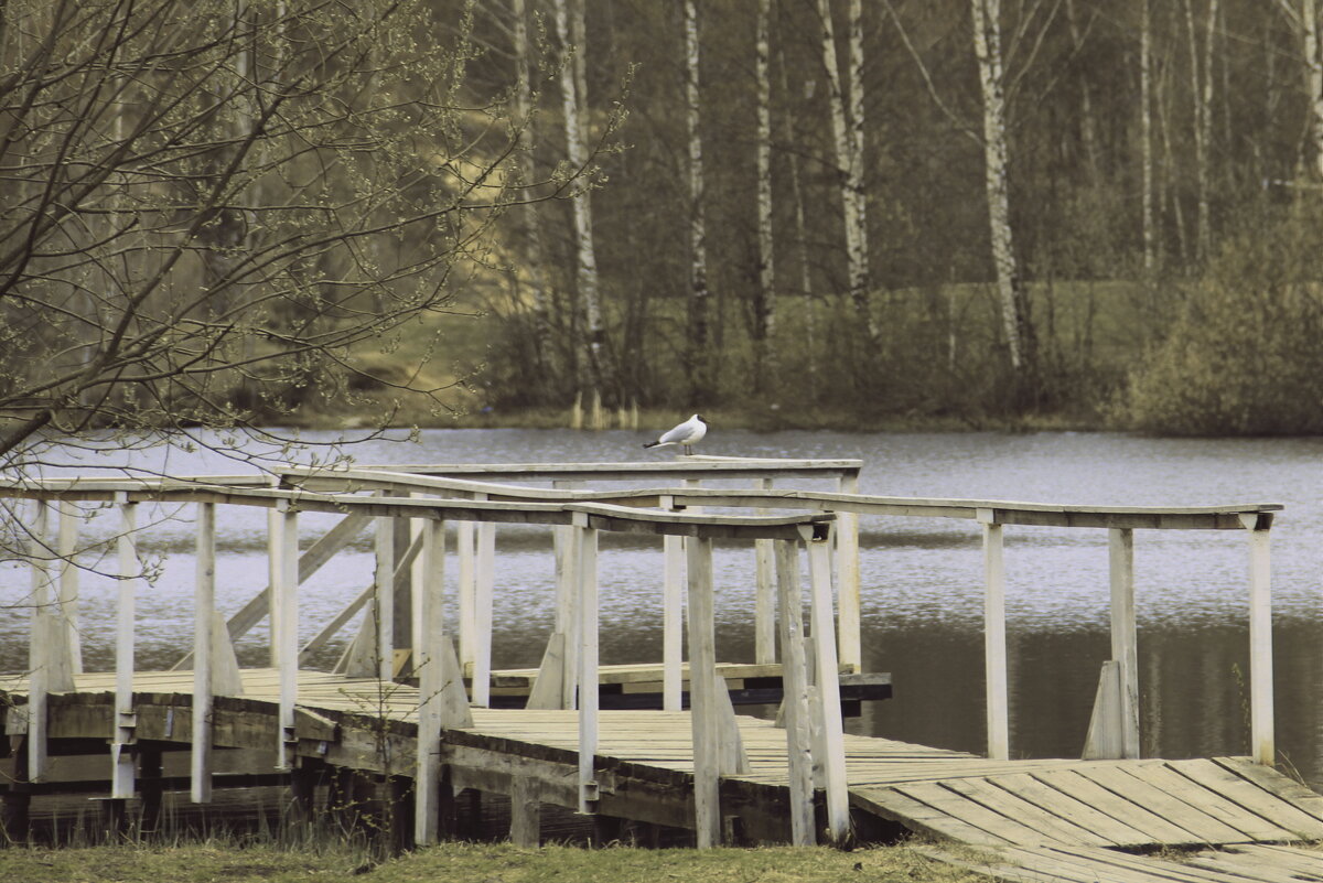 Чайка - Елена Минина Чайка - Елена Минина