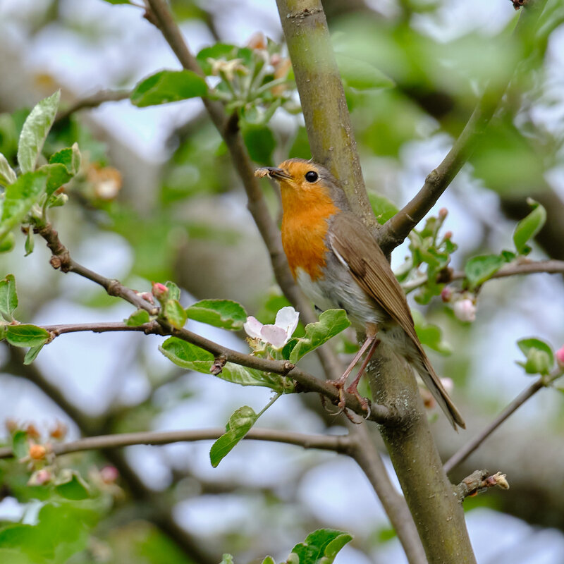 Малиновка - Александр 