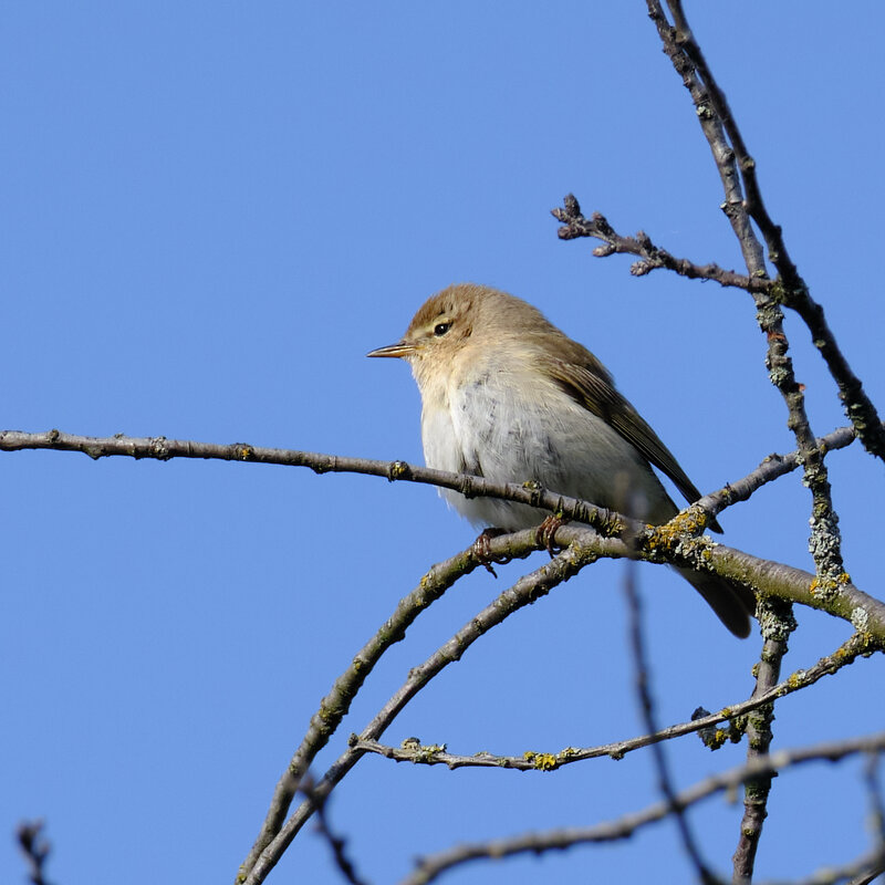 Пеночка - Александр 