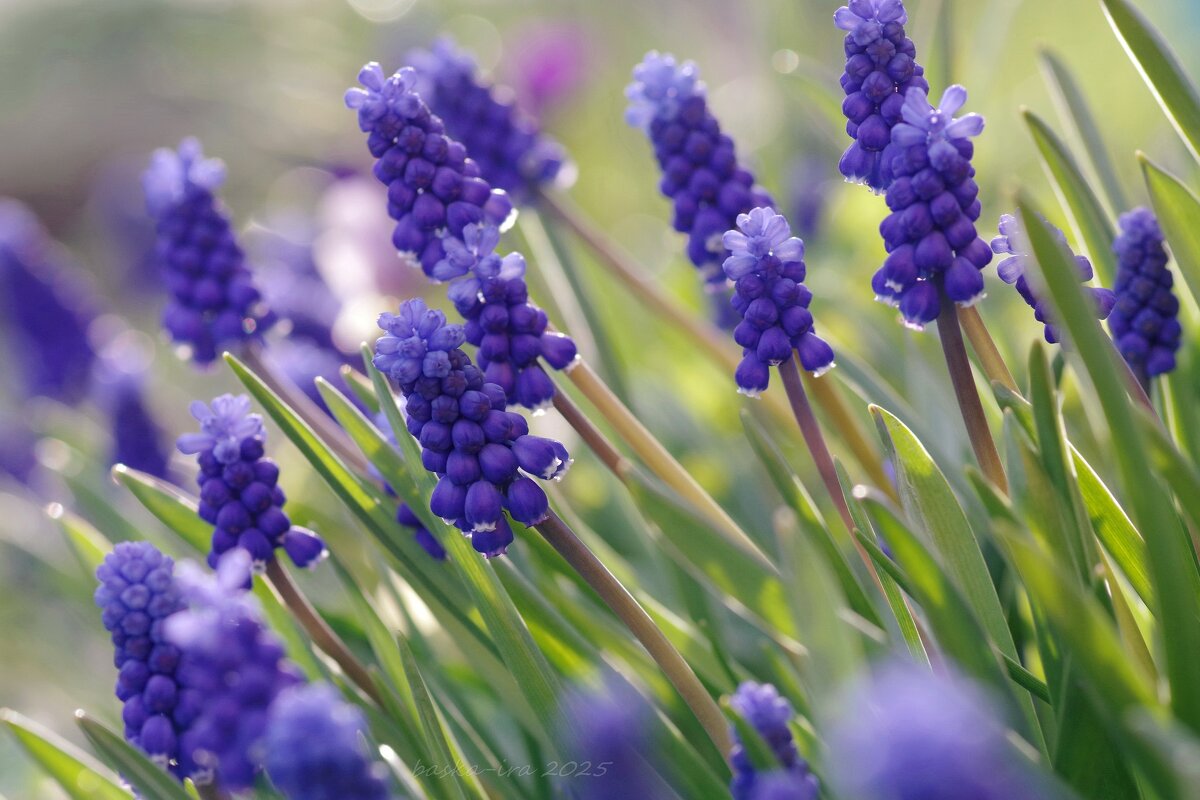 Майский салют - Ирина Баскакова Майский салют - Ирина Баскакова