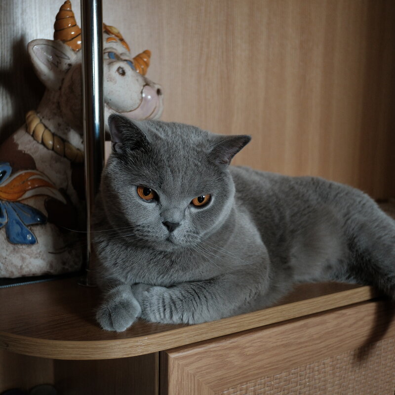 Кот Масик - Лютый Дровосек