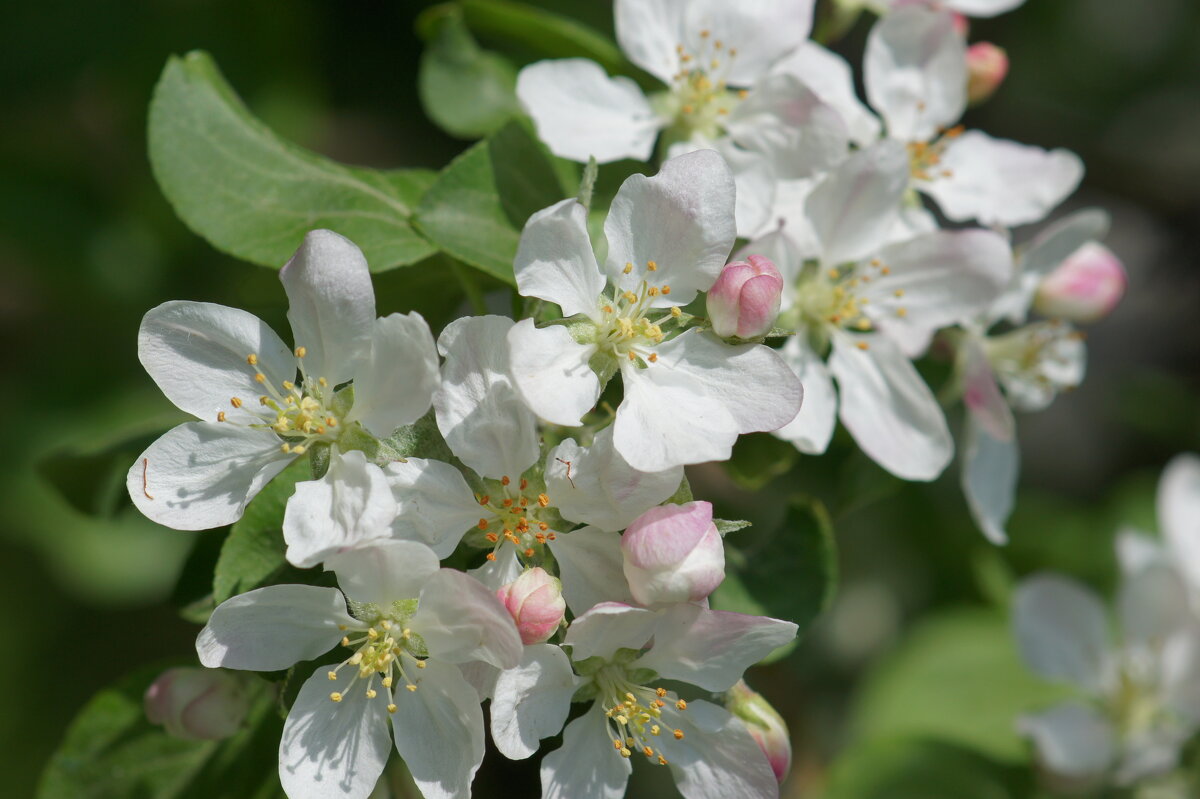 Яблоня - Наталия Григорьева Яблоня - Наталия Григорьева