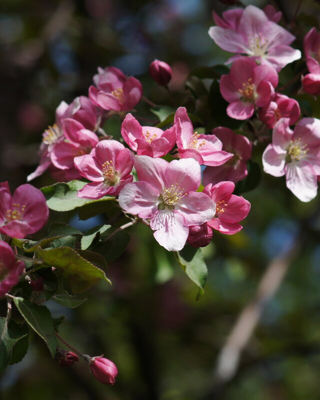 Цветут - Наталия Григорьева Цветут - Наталия Григорьева