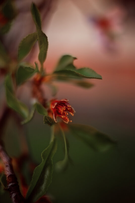 Миндаль - Яна Горбунова Миндаль - Яна Горбунова