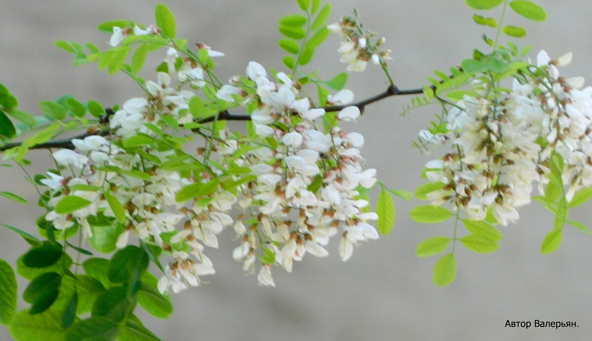 Ветка белой акации. - Валерьян Ветка белой акации. - Валерьян