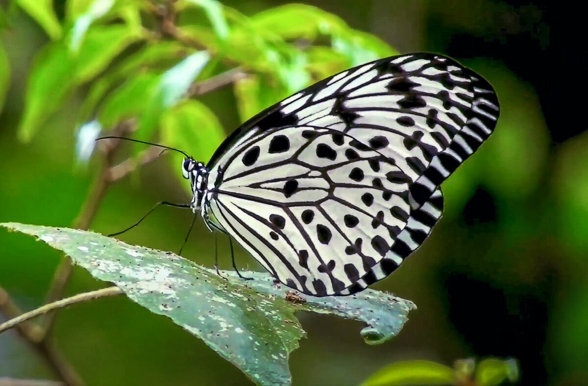 Американская белая бабочка - Aleksey Afonin Американская белая бабочка - Aleksey Afonin