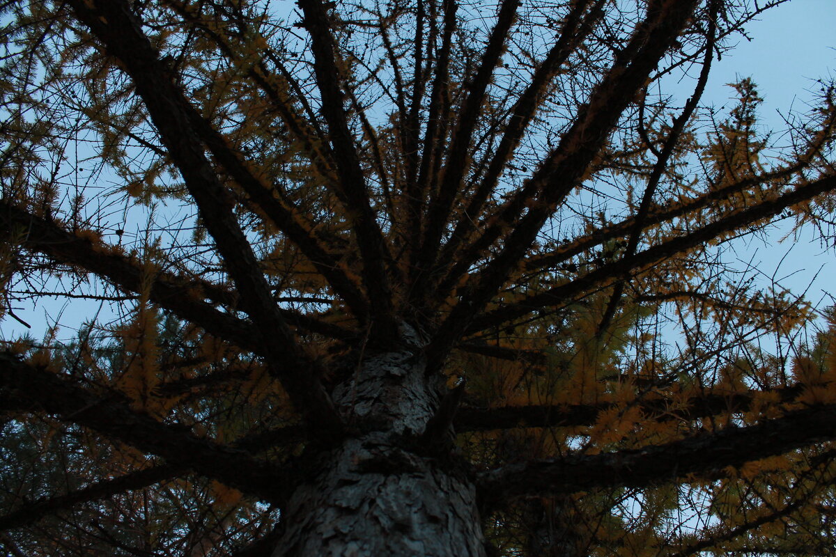 снизу вверх - Андрей Петренко